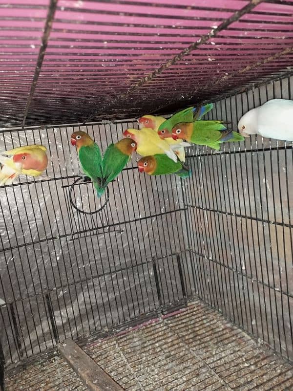 parrots for sale 5