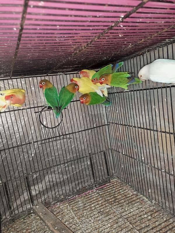 parrots for sale 6