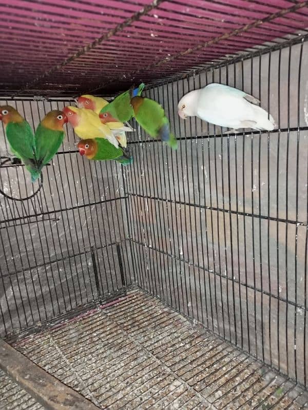 parrots for sale 7