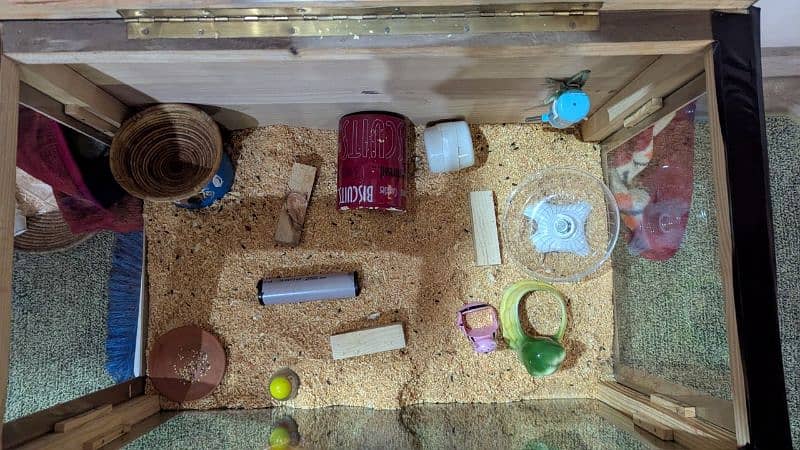 3 hamster with their house 2