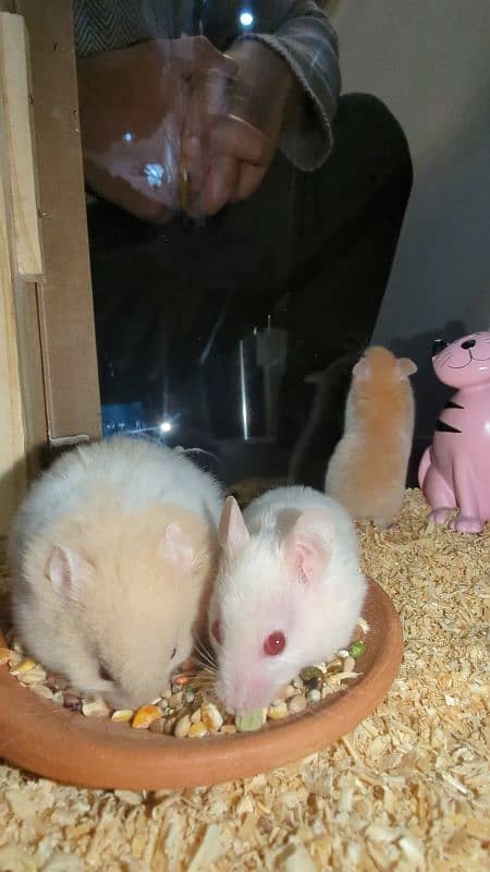 3 hamster with their house 3