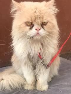 male cat for sale vaccination hoyi wi ha 1 sal ka ha