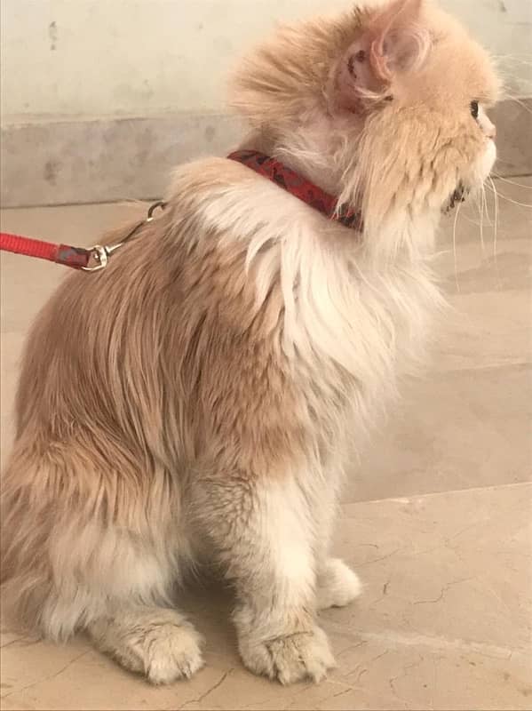 male cat for sale vaccination hoyi wi ha 1 sal ka ha 3