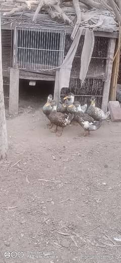 duck agg lying 1500pice chiks 1000pice