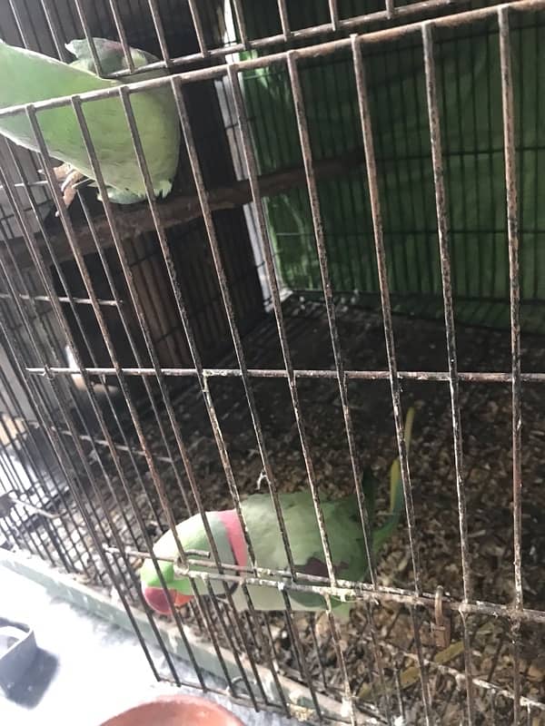 Raw pair love bird pair for sale 0