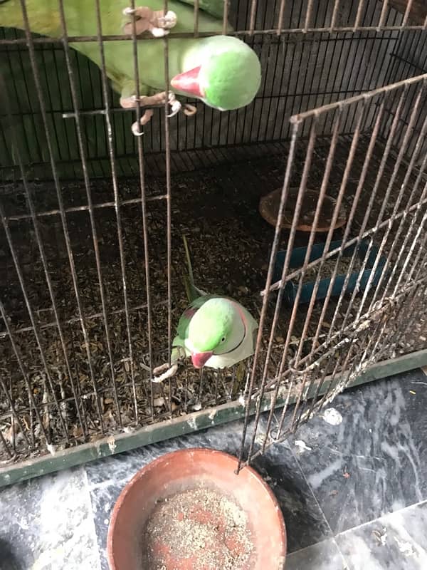 Raw pair love bird pair for sale 1