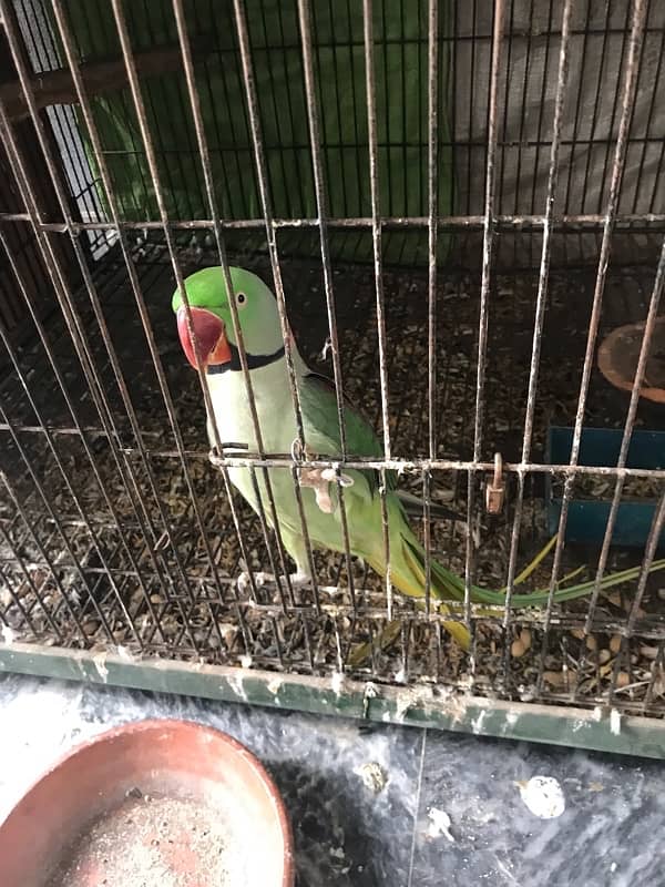 Raw pair love bird pair for sale 2