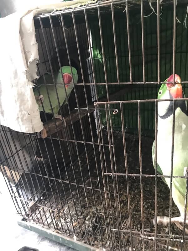 Raw pair love bird pair for sale 3