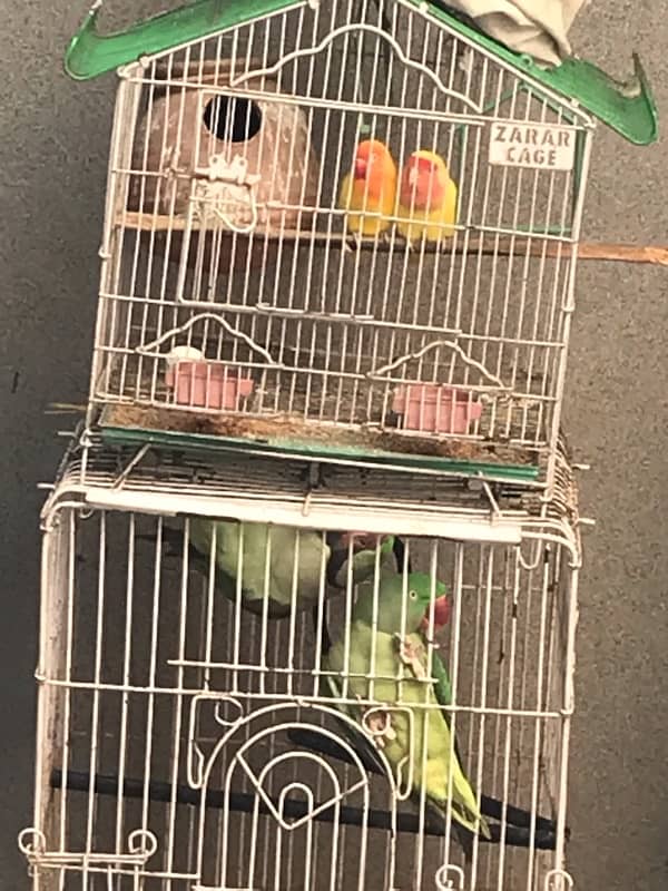 Raw pair love bird pair for sale 4