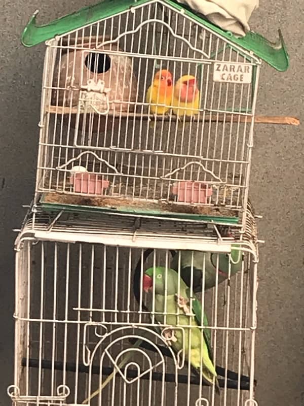 Raw pair love bird pair for sale 5