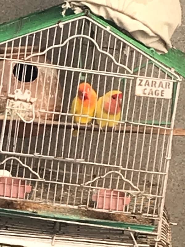 Raw pair love bird pair for sale 6