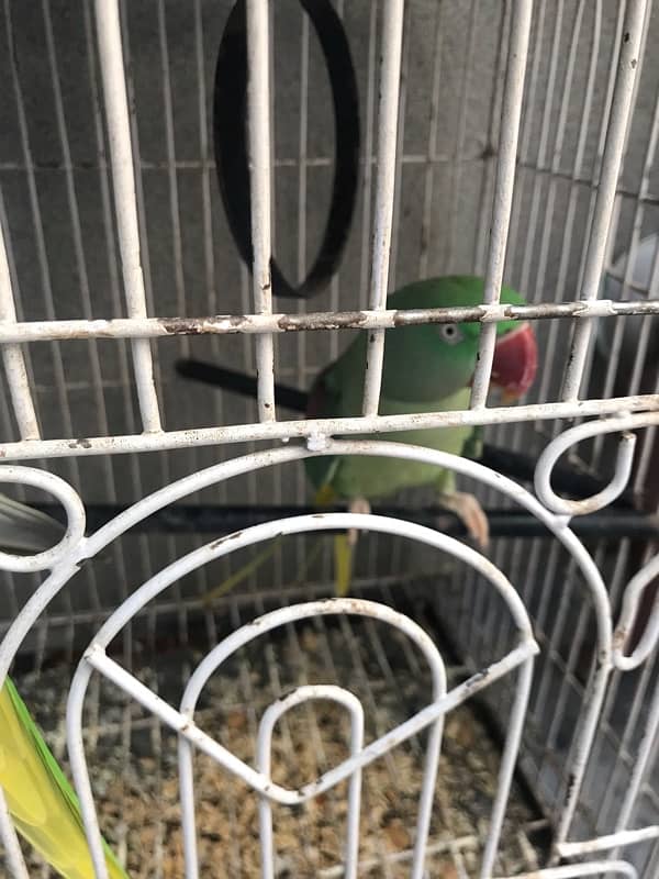 Raw pair love bird pair for sale 8