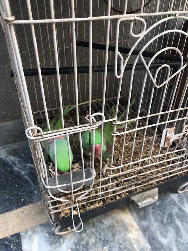 Raw pair love bird pair for sale 9