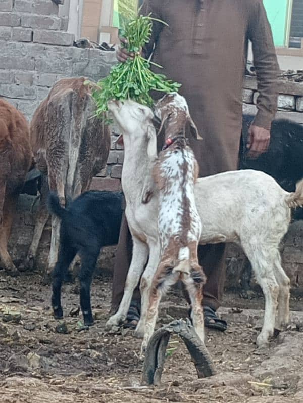 Desi Bakri 2 male bachon Kay sath 1