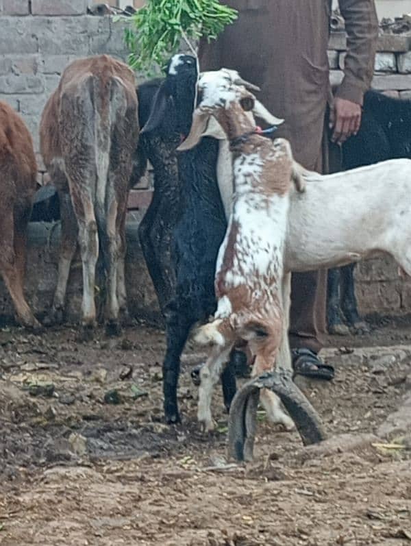 Desi Bakri 2 male bachon Kay sath 3