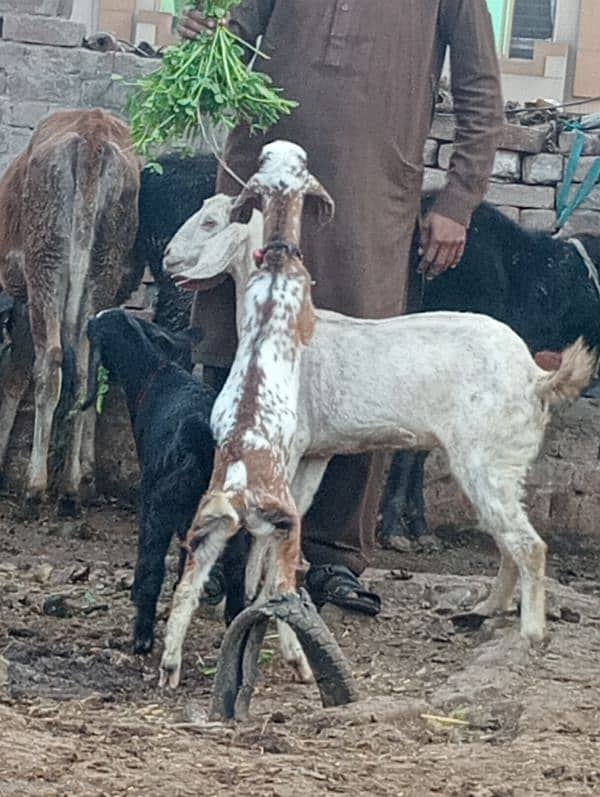 Desi Bakri 2 male bachon Kay sath 4