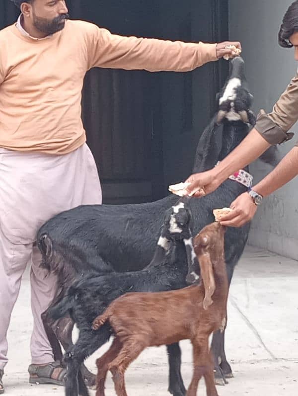 Desi Bakri 2 male bachon Kay sath 5