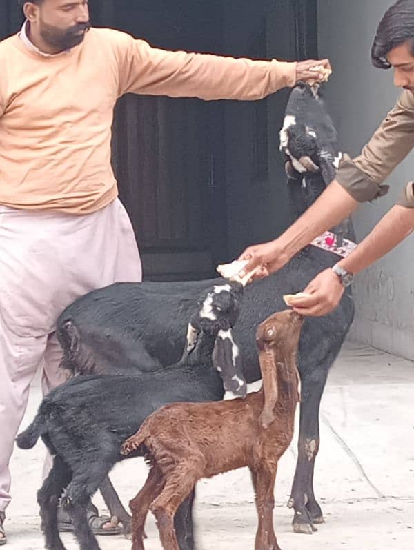 Desi Bakri 2 male bachon Kay sath 6