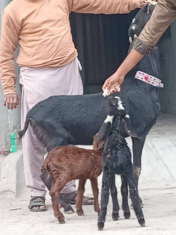 Desi Bakri 2 male bachon Kay sath 7