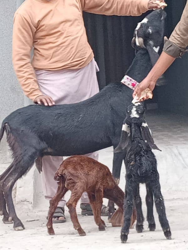 Desi Bakri 2 male bachon Kay sath 8