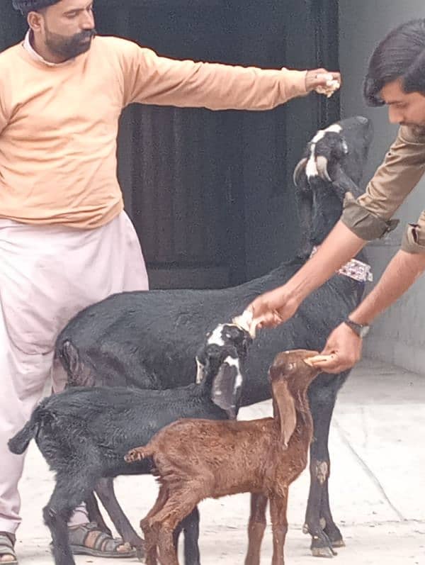 Desi Bakri 2 male bachon Kay sath 9