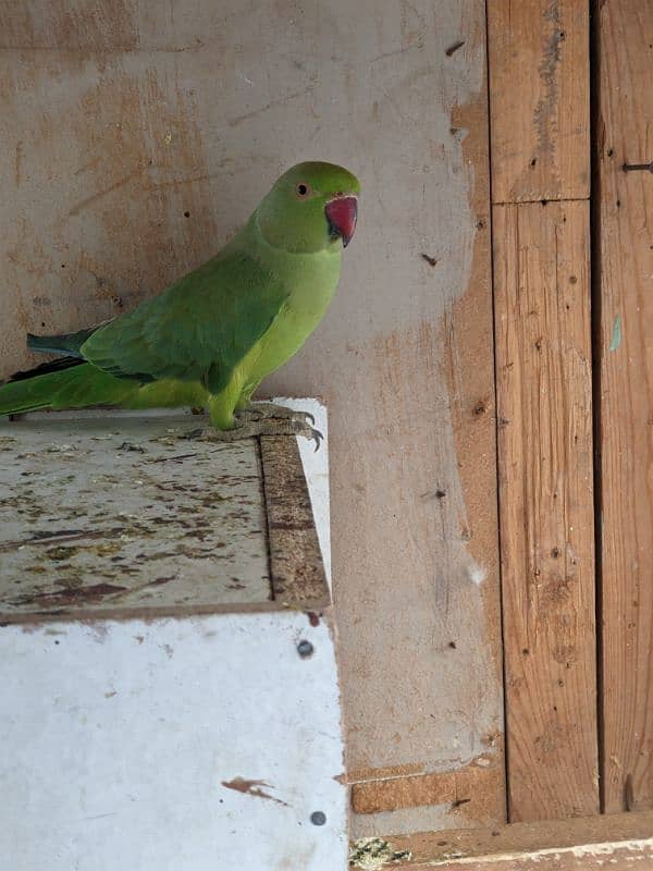 Ringneck parrot pair 0