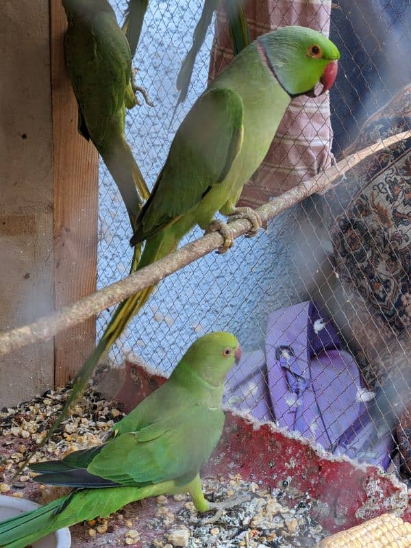 Ringneck parrot pair 1