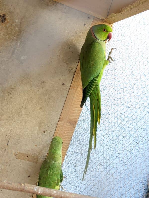 Ringneck parrot pair 2