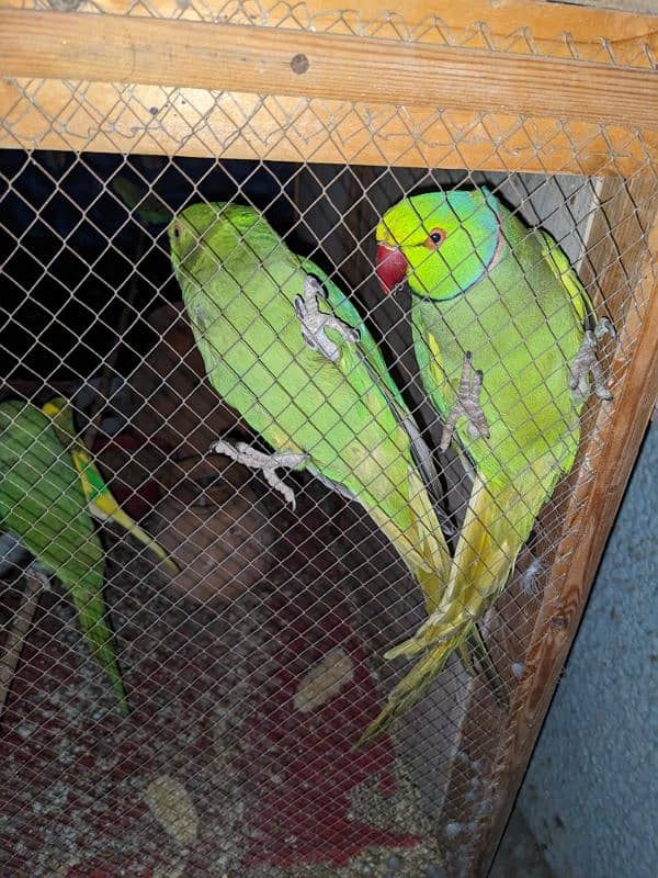 Ringneck parrot pair 3