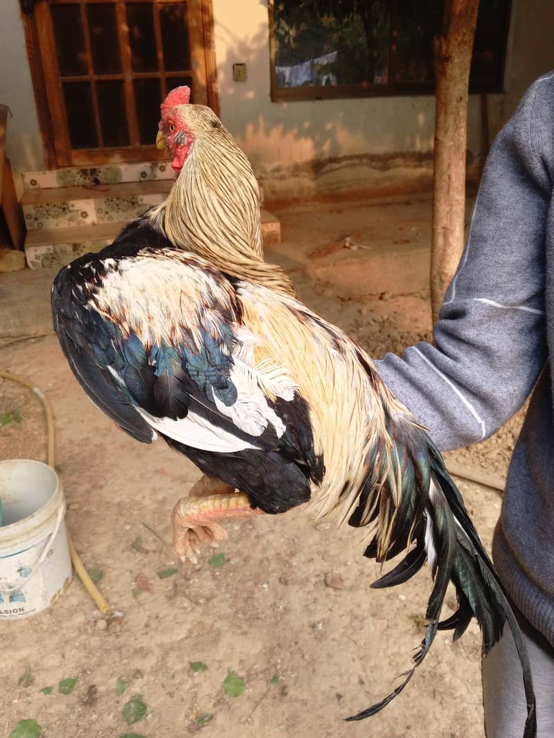 Aseel quality breeders in reasonable price 0