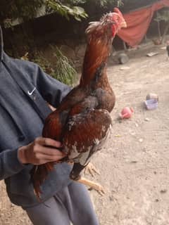 Aseel