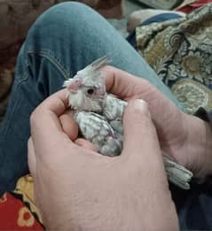 cockatiel parrot baby