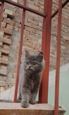 punched face Persian cat 6 months gray color