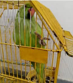 ringneack perrot for sale