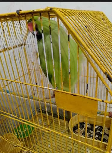 ringneack perrot for sale 1