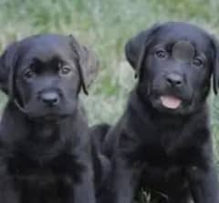 Black Labrador pair