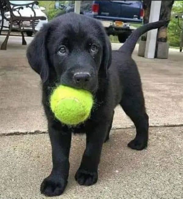 Black Labrador pair 1