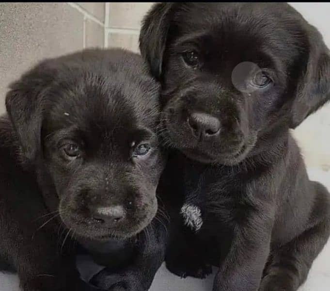 Black Labrador pair 2