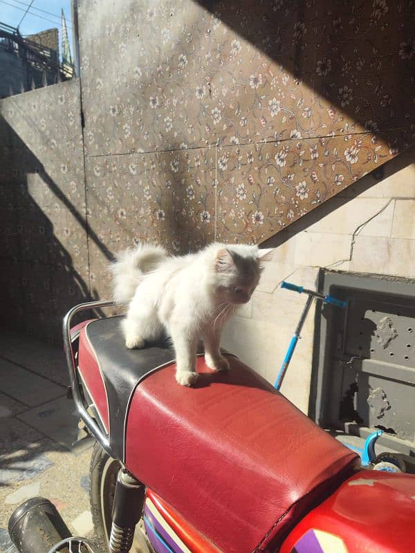 Persian kitten pair 1