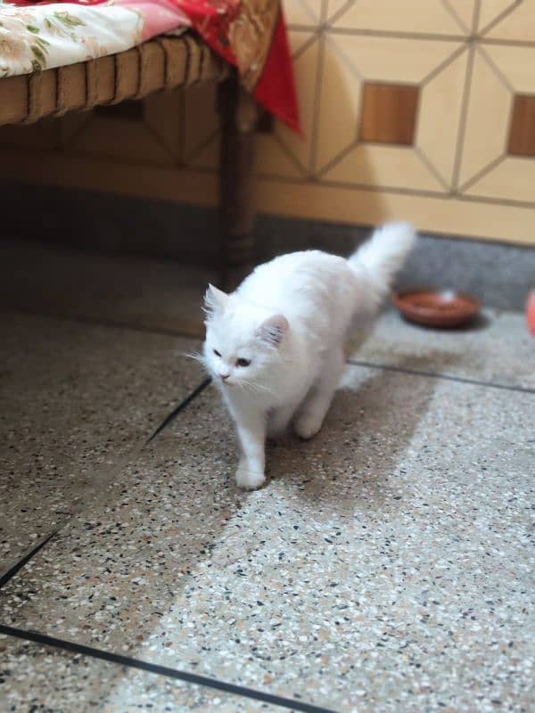 Persian kitten pair 3