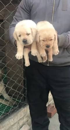 Fawn Labrador pair