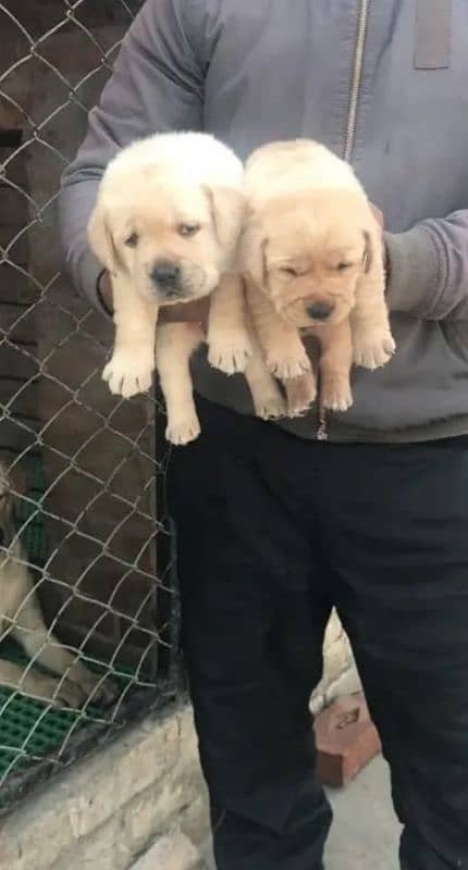 Fawn Labrador pair 0