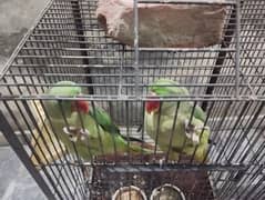 I’m selling parrot