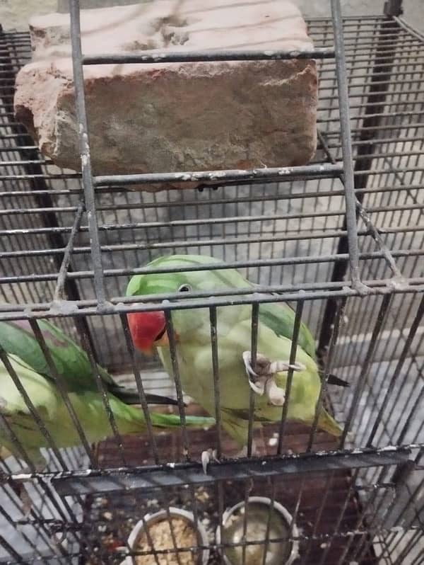 I’m selling parrot 1