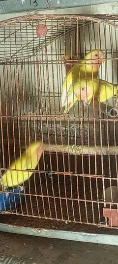 lovebird for sale