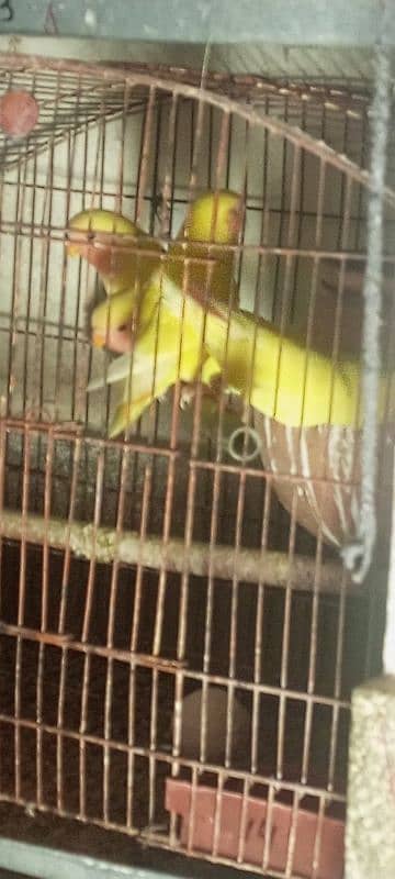 lovebird for sale 1