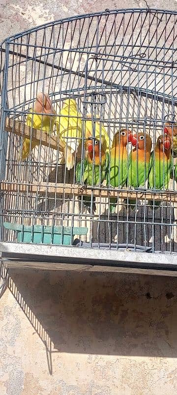 lovebird for sale 2