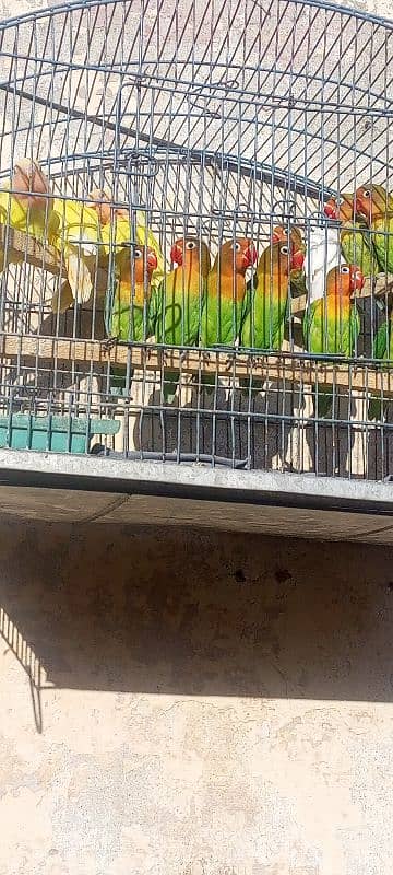 lovebird for sale 3