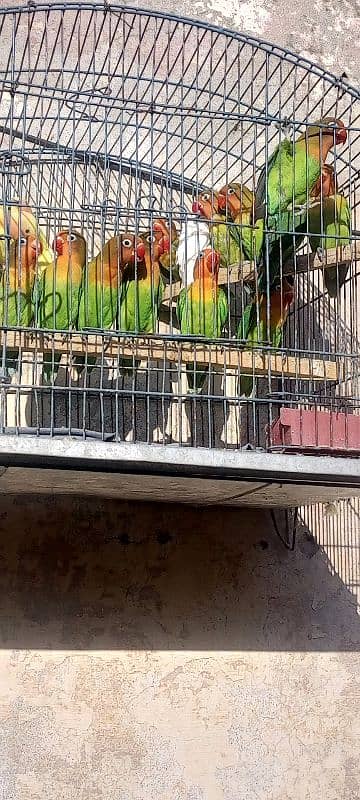 lovebird for sale 4