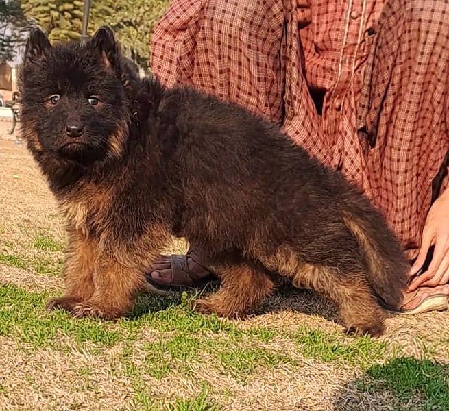 German shepherd puppies for sale / puppy / GSD pup / german shepherd 1